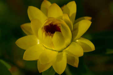 closeup of straw flower blossom