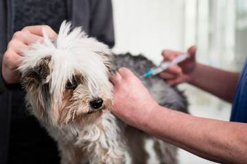 Doctor giving injection to a sick dog