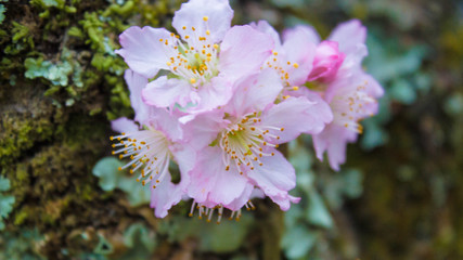 pink flowers in garden