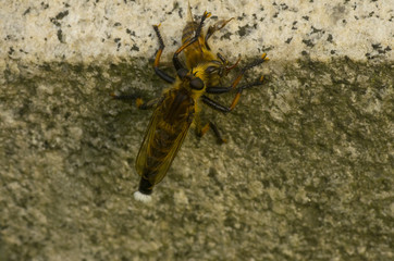 bee killer hunting a bee