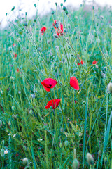 Red poppies in the field close-up