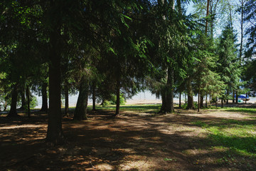 Fototapeta premium Warm summer day in city park on the nature shore pond. 
