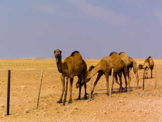 Group of camels in Namibia Africa