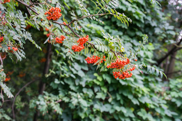 Sorbus aucuparia. mountain ash, rowan berries on tree