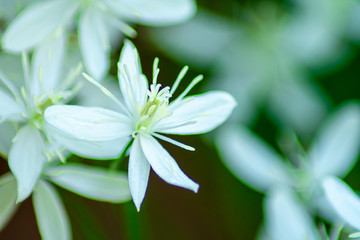 Obraz na płótnie Canvas small white flowers close-up on a blurred background