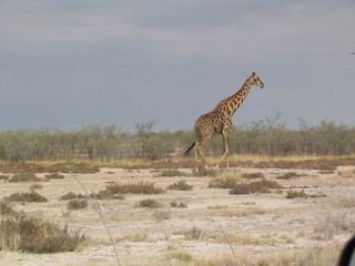 Giraffe, Etosha National Park, Namibia