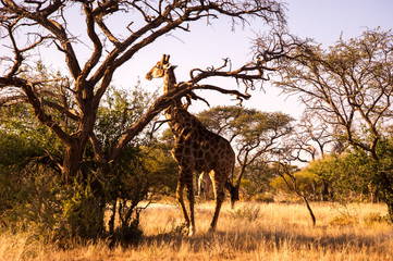 Fototapeta na wymiar Giraffe Standing Next To A Tree In A Game Reserve