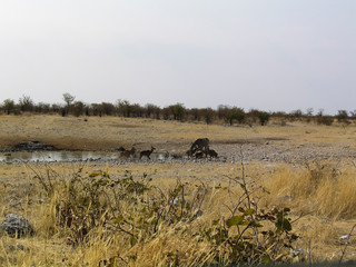 Animal at at water hole Etosha nationalpark Namibia, Africa