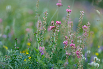 Colorful wild flowers on the meadow