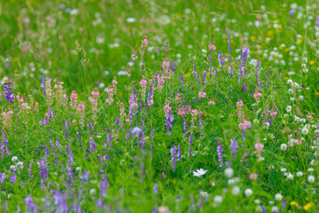 Colorful wild flowers on the meadow