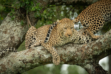 Leopard looks down from branch beside another