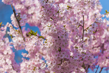 Cherry Blossom