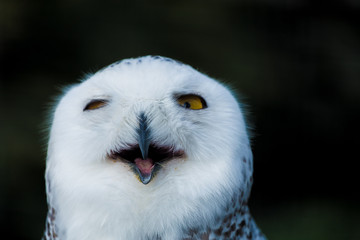 Fototapeta premium Suspicious Owl
