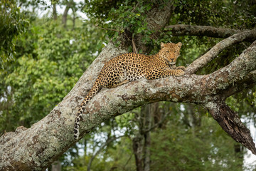 Fototapeta na wymiar Leopard looks down from branch dangling tail