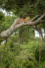 Leopard lies on lichen-covered tree facing right