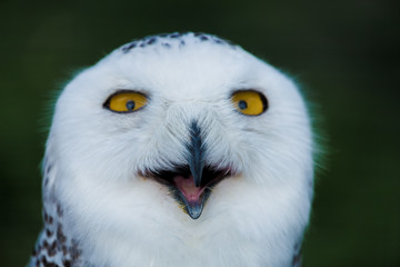 Happy Owl