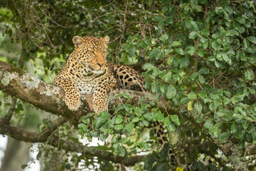Leopard lies staring right from lichen-covered branch