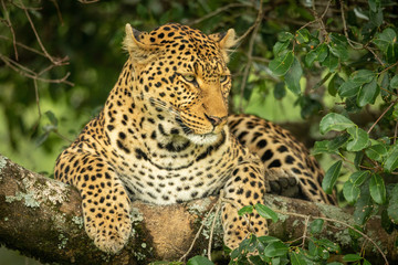 Leopard lying on lichen-covered branch looking down