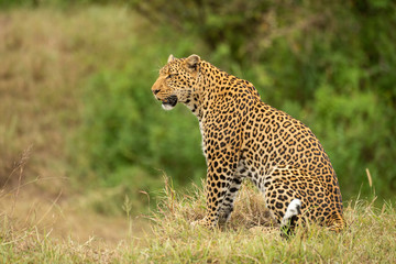 Leopard sits on grass bank looking left