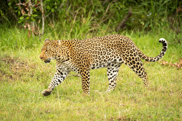 Fototapeta premium Leopard lifts paw while walking through grass