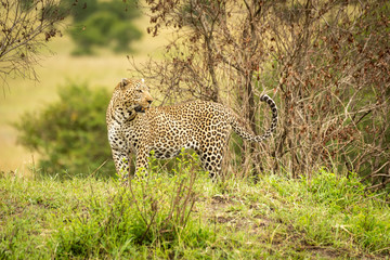 Leopard stands on grassy bank looking back