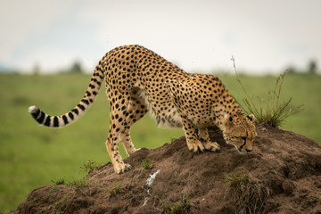 Female cheetah stands on mound looking down