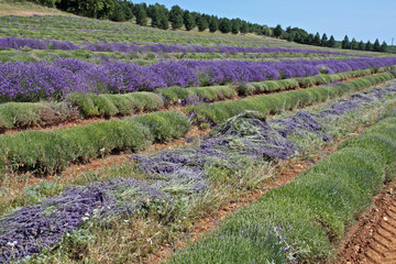 taille de la lavande