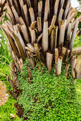 Closeup of a peeled palm tree trunk covered with small thick green leaf creeper plants.