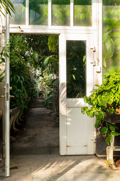 Front view of an old white glass greenhouse entrance with open wooden door. Inside garden isle with plants.