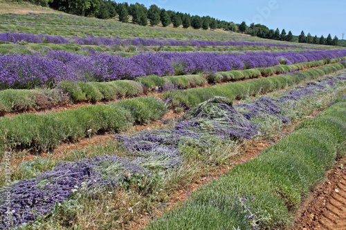 Taille De La Lavande Wall Mural Wallpaper Murals Wallsheaven Helenedevun Taille De La Lavande Wall Mural Wallpaper Murals Wallsheaven Helenedevun