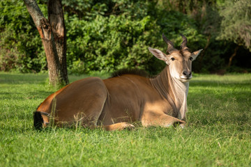 Naklejka na ściany i meble Common eland lies on grass watching camera