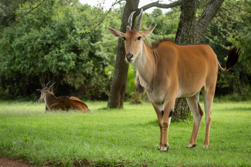 Naklejka na ściany i meble Common eland stands near another watching camera