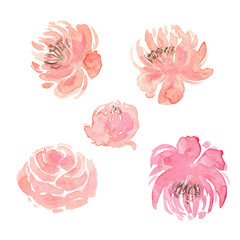 Watercolor Pink Set Flowers Isolated On A White Background Hand Drawn Illustration