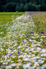 Fototapeta premium Field with beautiful weed.