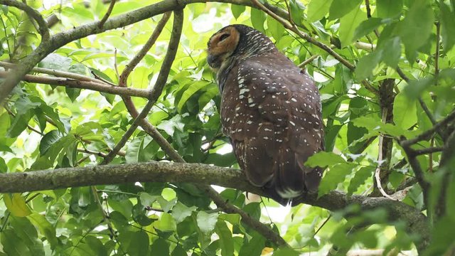 Spotted Wood-Owl - Strix seloputo, owl of the earless owl genus Strix, three subspecies are seloputo, wiepkini and baweana. Looking around the green trees