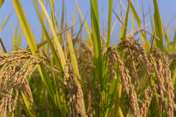 Rice of good harvest,Osaka japan.
