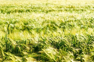 Green wheat sways in the wind. Ears of wheat