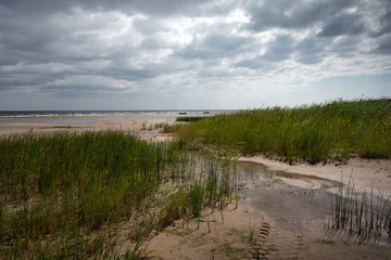 Grass coastline of Baltic sea.