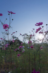 Cosmos field in the evening mist.
