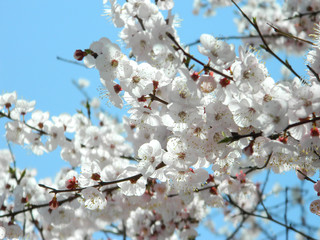 Sakura, cherry blossom. ume © Anastasiya