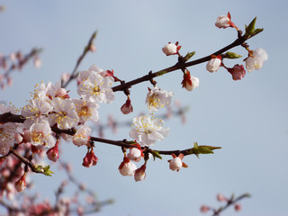 Sakura, cherry blossom. ume