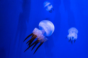 Deep ocean tropic jellyfish. Exotic creatures hiding in the depths.