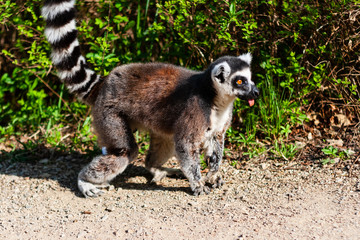 Lemur (Lemuriformes) close up, on the road of sand, profile view, jumps with joy and sticks out tongue