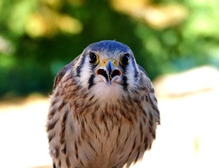 portrait de faucon pèlerin de face 
