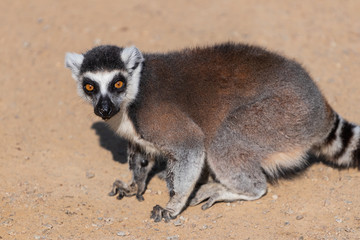 Lemur (Lemuriformes) close up, on the road of sand, profile view