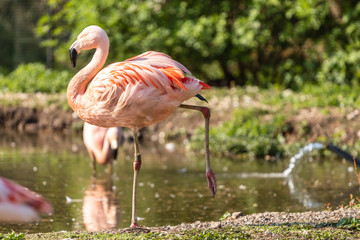Portrait of a pink flamingo (Phoenicopterus roseus) near the water, standing on one leg