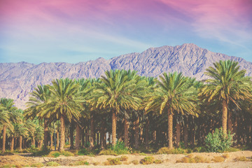 Fototapeta na wymiar Date palm plantation on a background of mountains along the road from the Dead Sea to Eilat. Beautiful landscape of Israel. View of a palm grove against the background of the mountains of Jordan