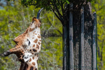 Close up portrait of giraffe licking tree, big purple tongue, blurred nature background, sunny day
