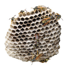 hornet nest on white background. Some insects are on it