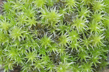 Silver moss or hoary fringe-moss, Racomitrium canescens